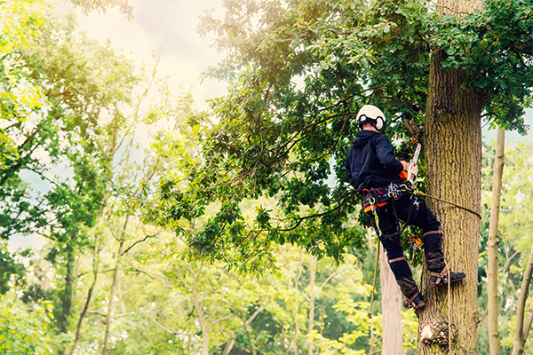 Tree Surgery Kent