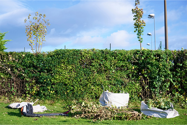 Hedge Trimming / Hedge Removal Services Kent;