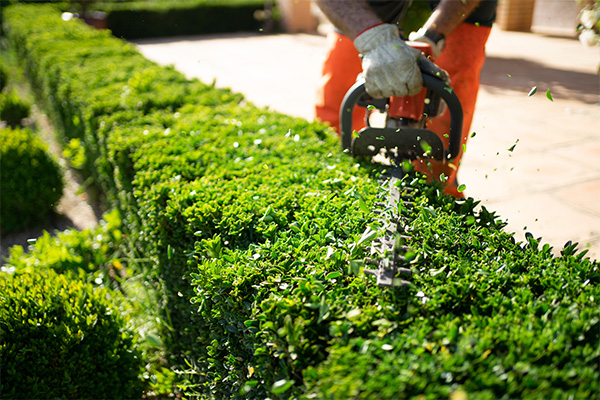 Hedge Trimming / Hedge Removal Services Kent;