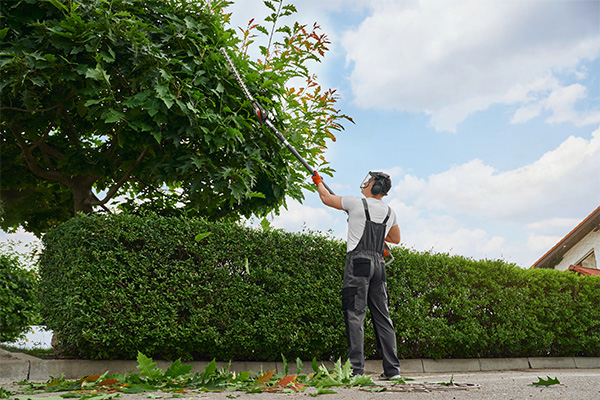 Hedge Trimming / Hedge Removal Services Kent;