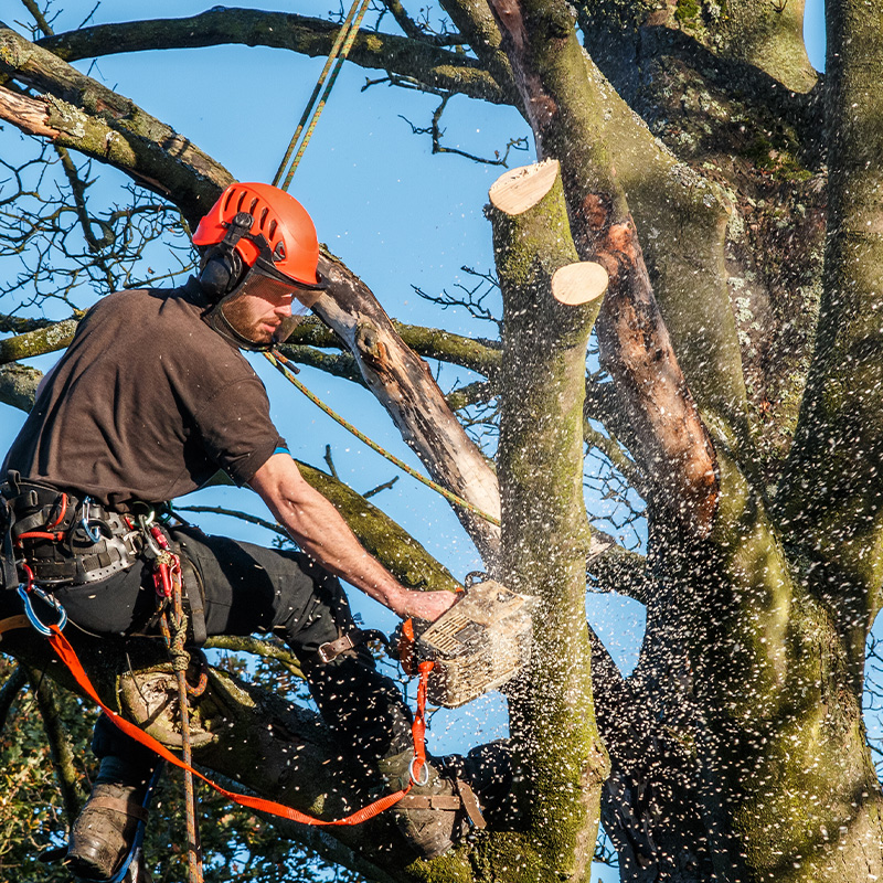 Tree Pruning Kent