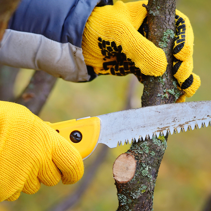 Tree Pruning Kent