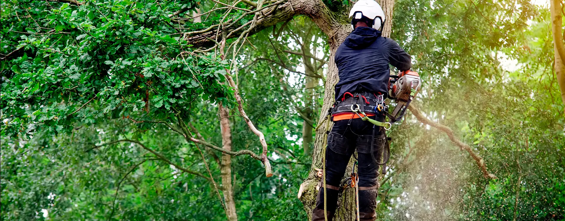 Expert Tree Surgeon in Teynham
