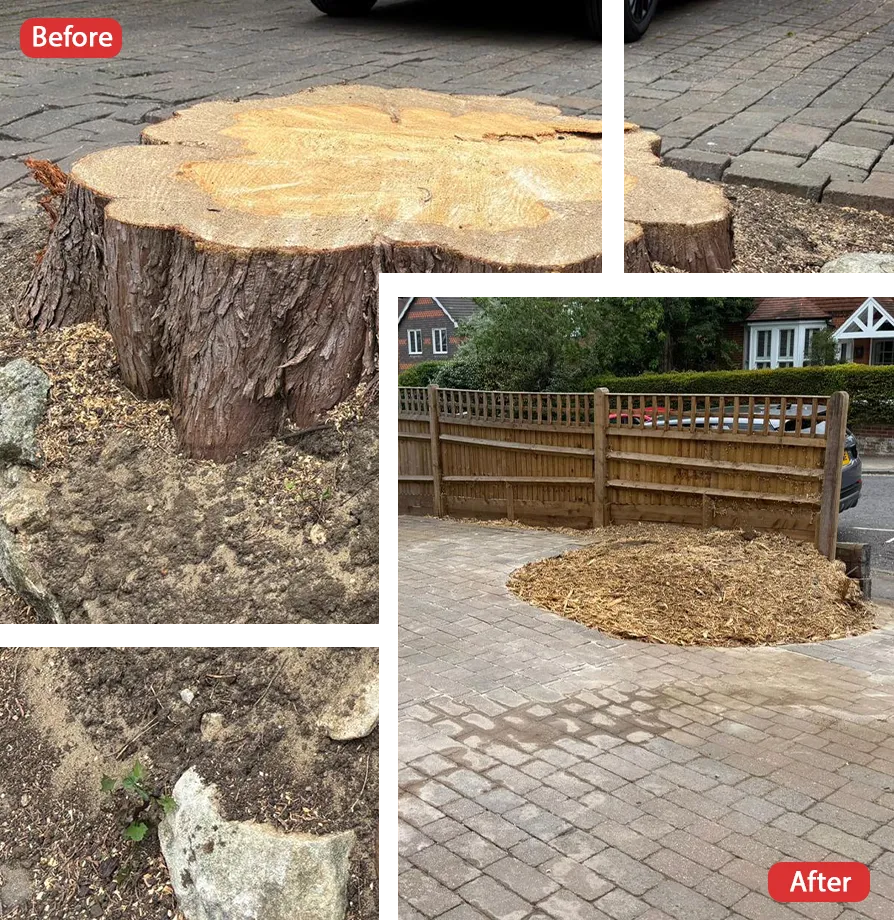 Tree Surgeon in Sheerness
