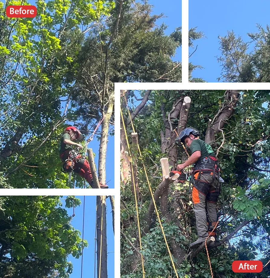 Tree Surgeon in Teynham