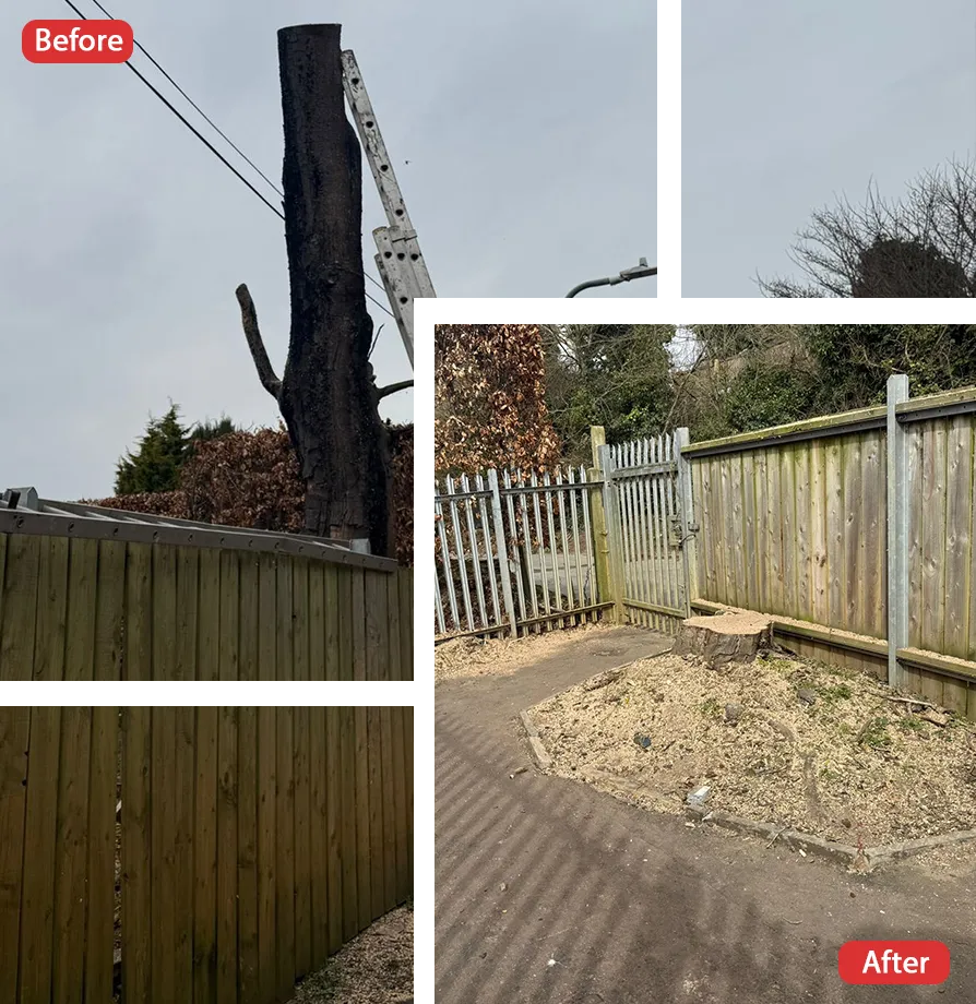 Tree Surgeon in Teynham
