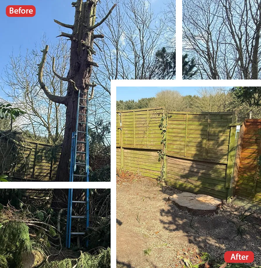 Tree Surgeon in Whitstable